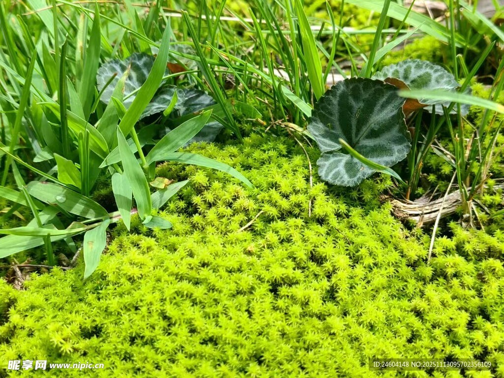翠绿繁茂的地面植物景观