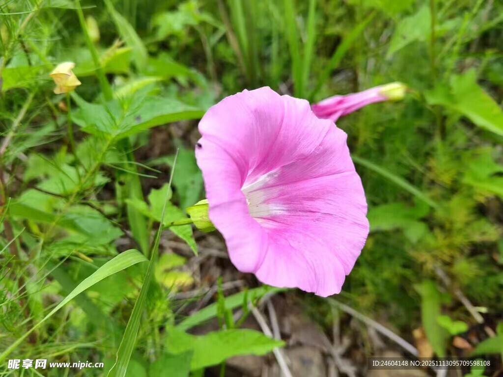 粉色牵牛花绽放于草丛