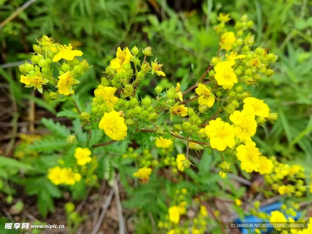 绽放的黄色小花