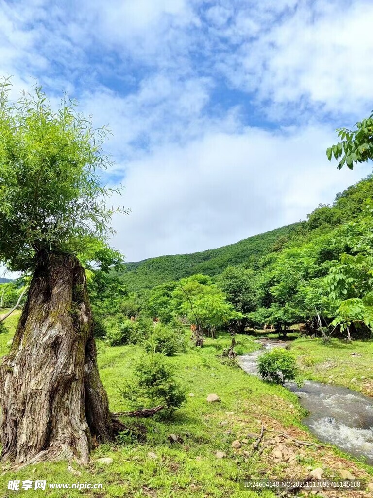 山林间的老树与潺潺溪流