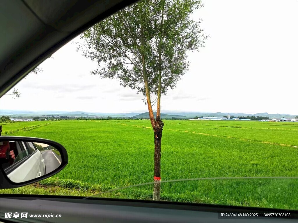 车中视角的绿野孤树