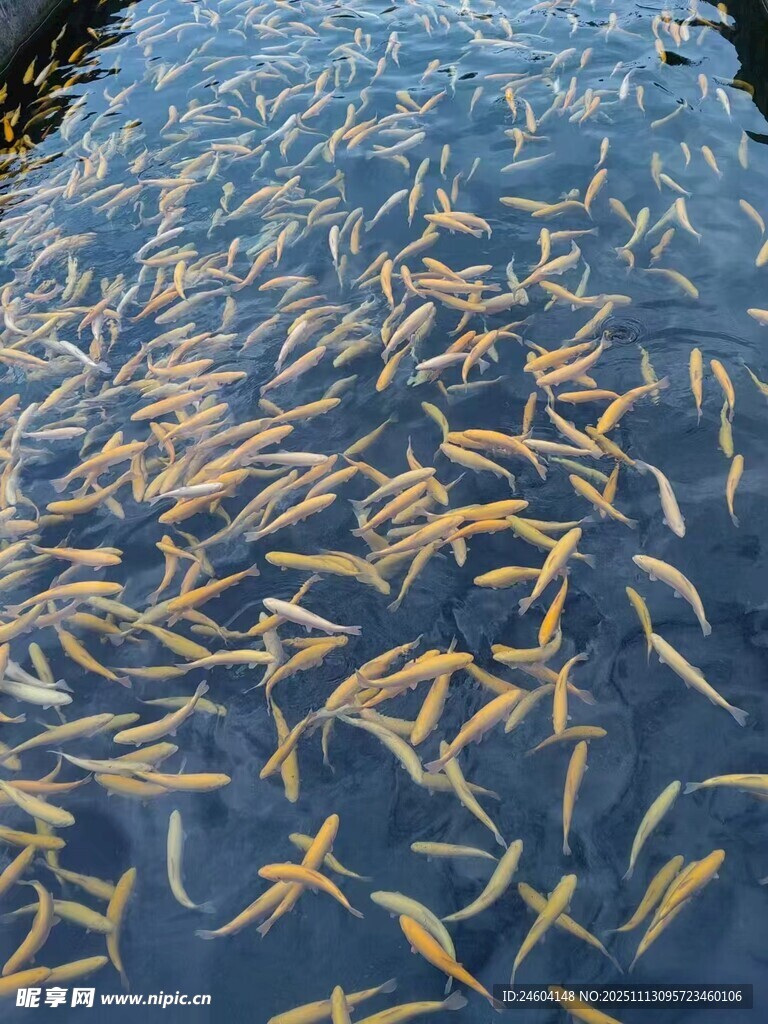 池塘中密集的金色小鱼