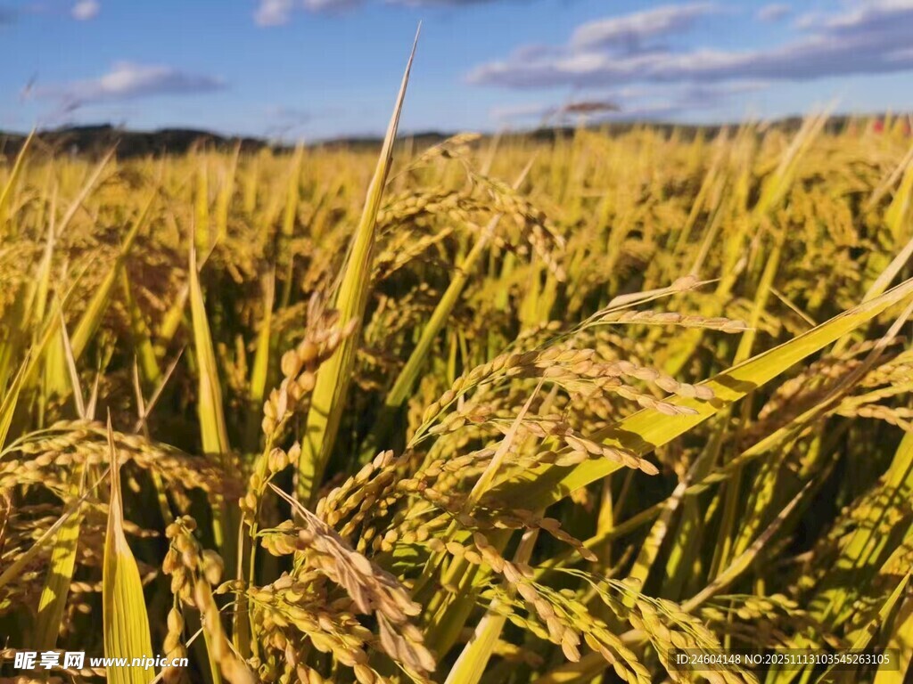 金黄稻田秋日丰收美景