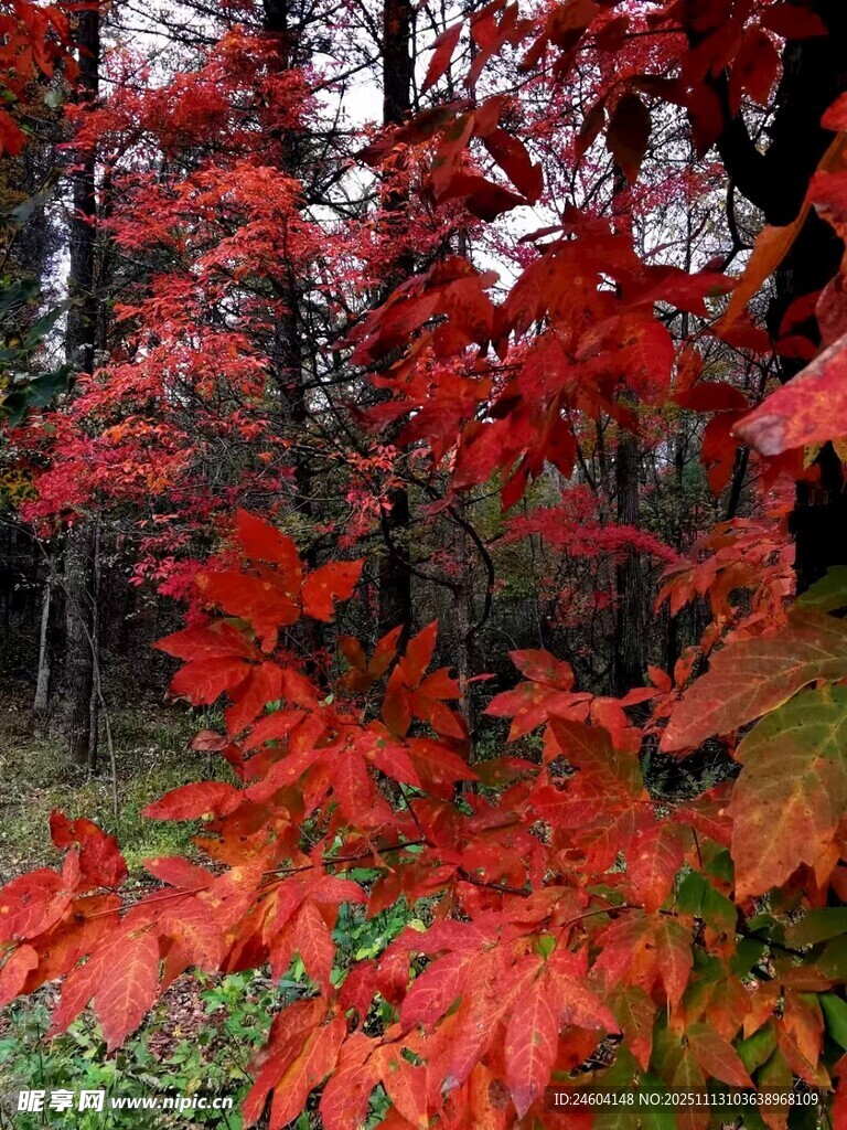 秋日红枫美景