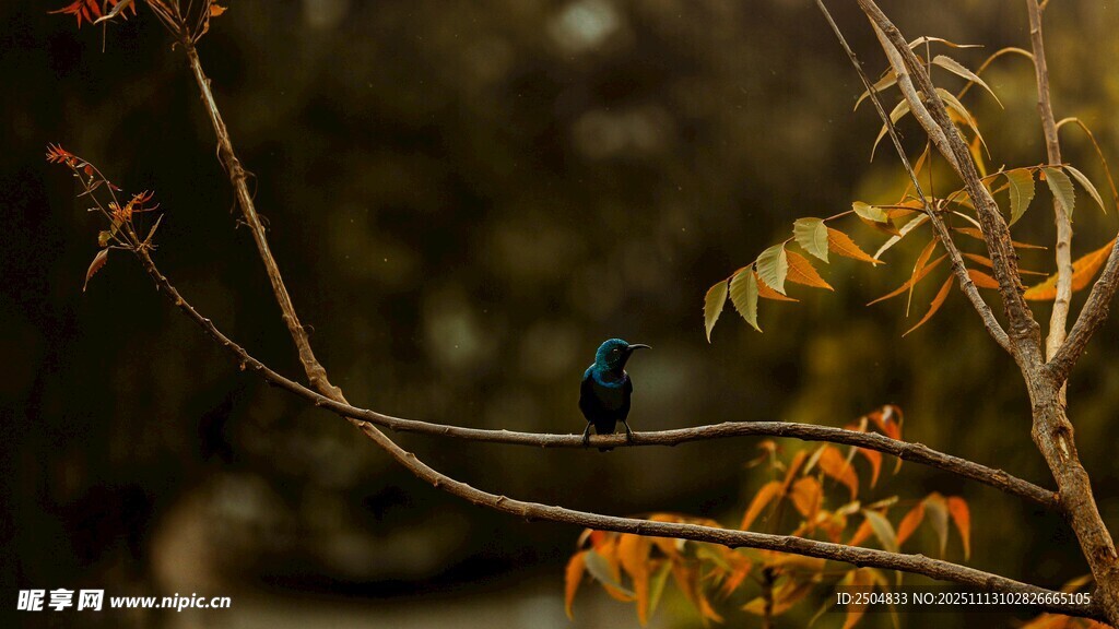 枝头小鸟伴秋色