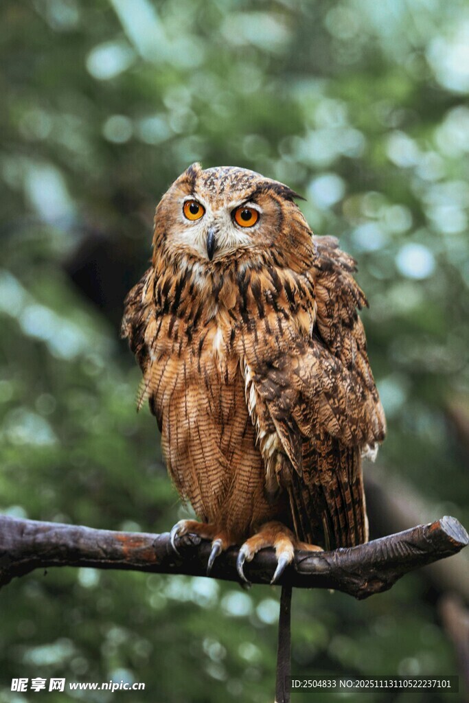 树枝上的猫头鹰