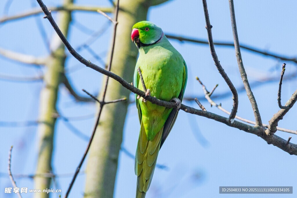 枝头绿鹦鹉