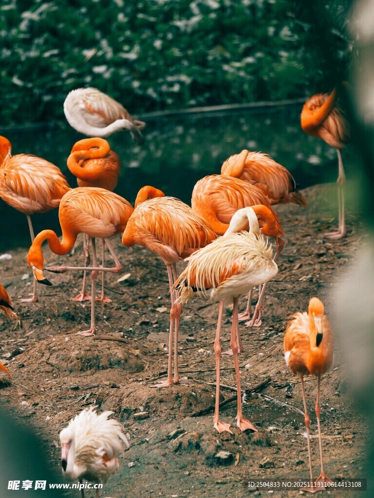 一群火烈鸟栖息于地面