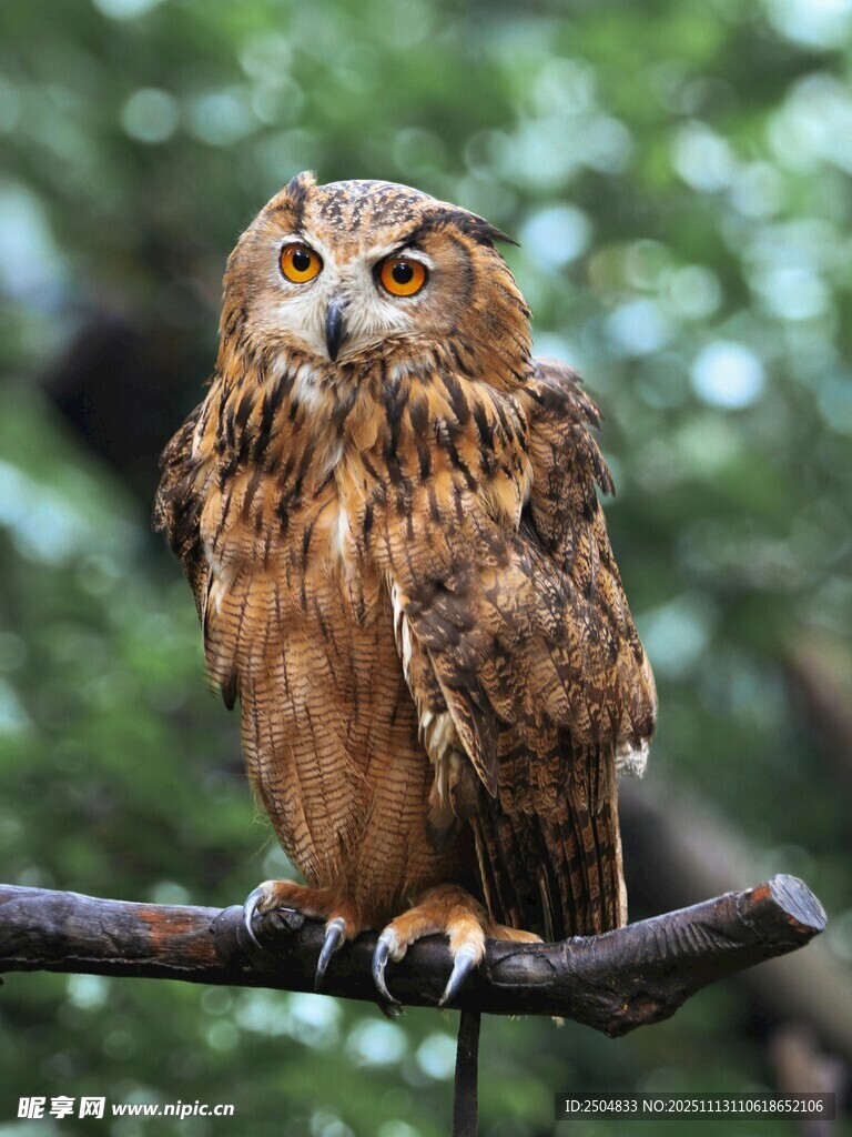 树枝上的猫头鹰