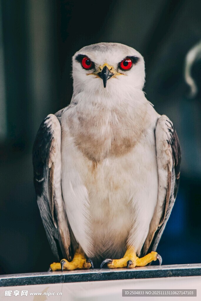 白腹鹞站立特写