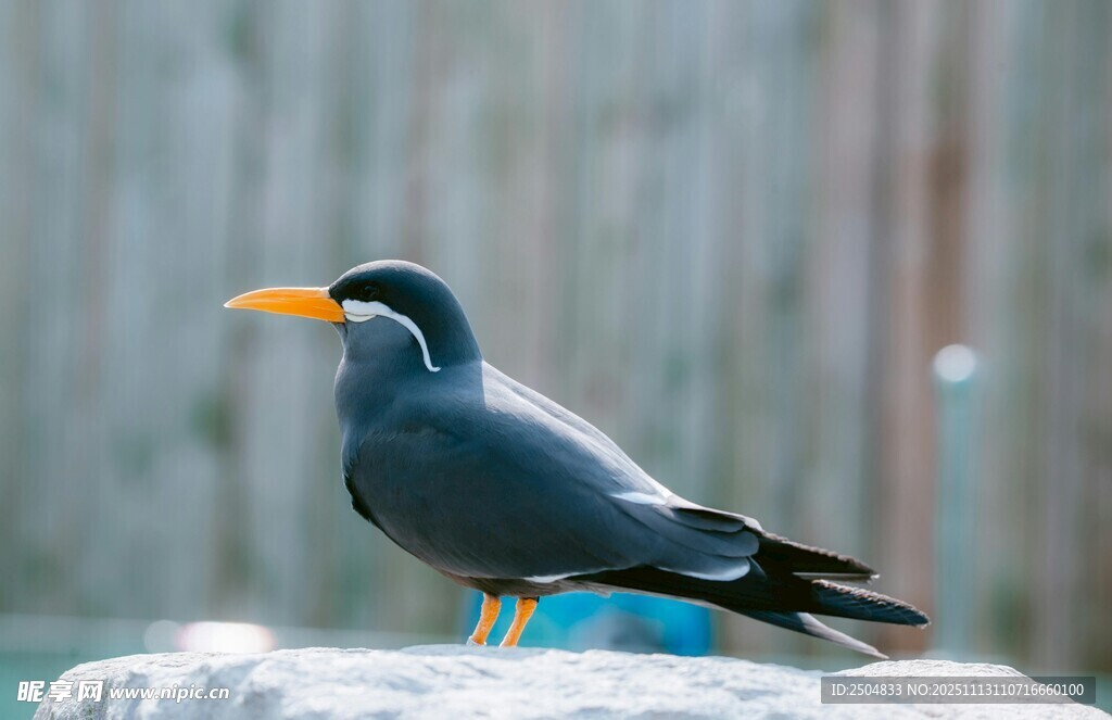 灰羽黄喙鸟立于石上