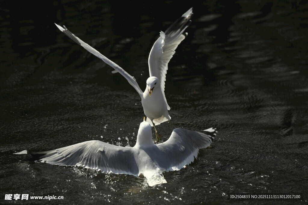 海鸥水中嬉戏瞬间