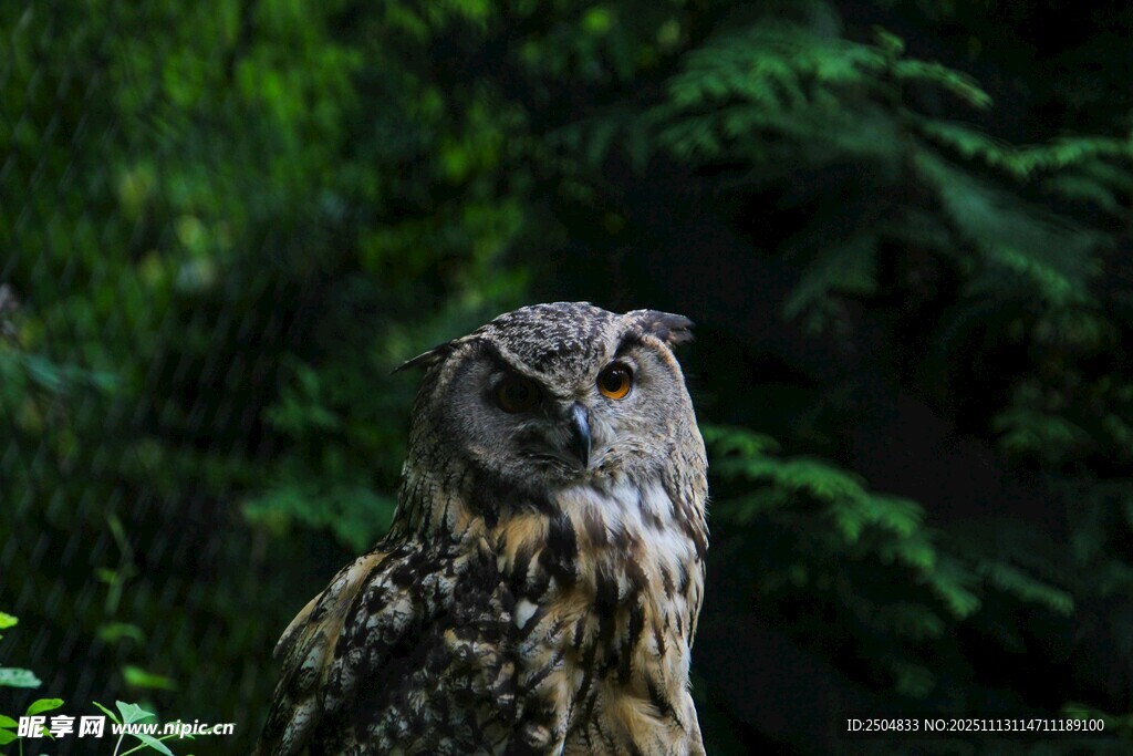 森林中的猫头鹰