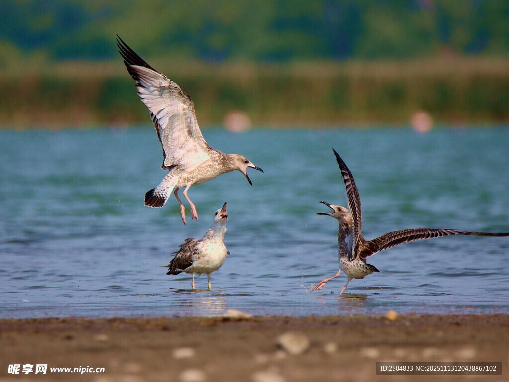 湖畔海鸥嬉戏瞬间