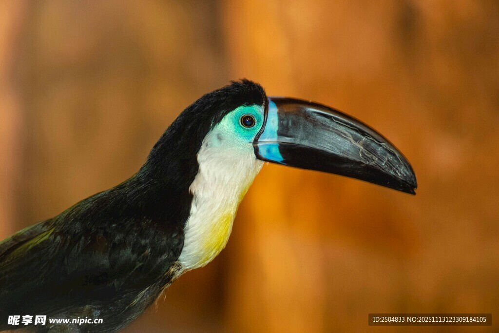 多彩巨嘴鸟特写