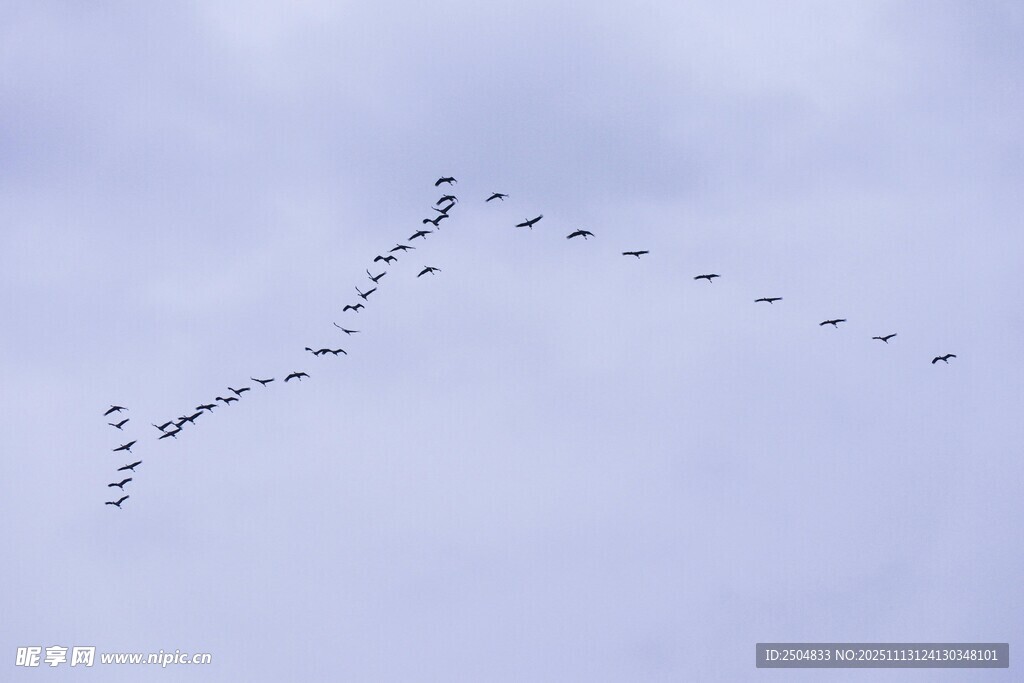 大雁编队翱翔于天际