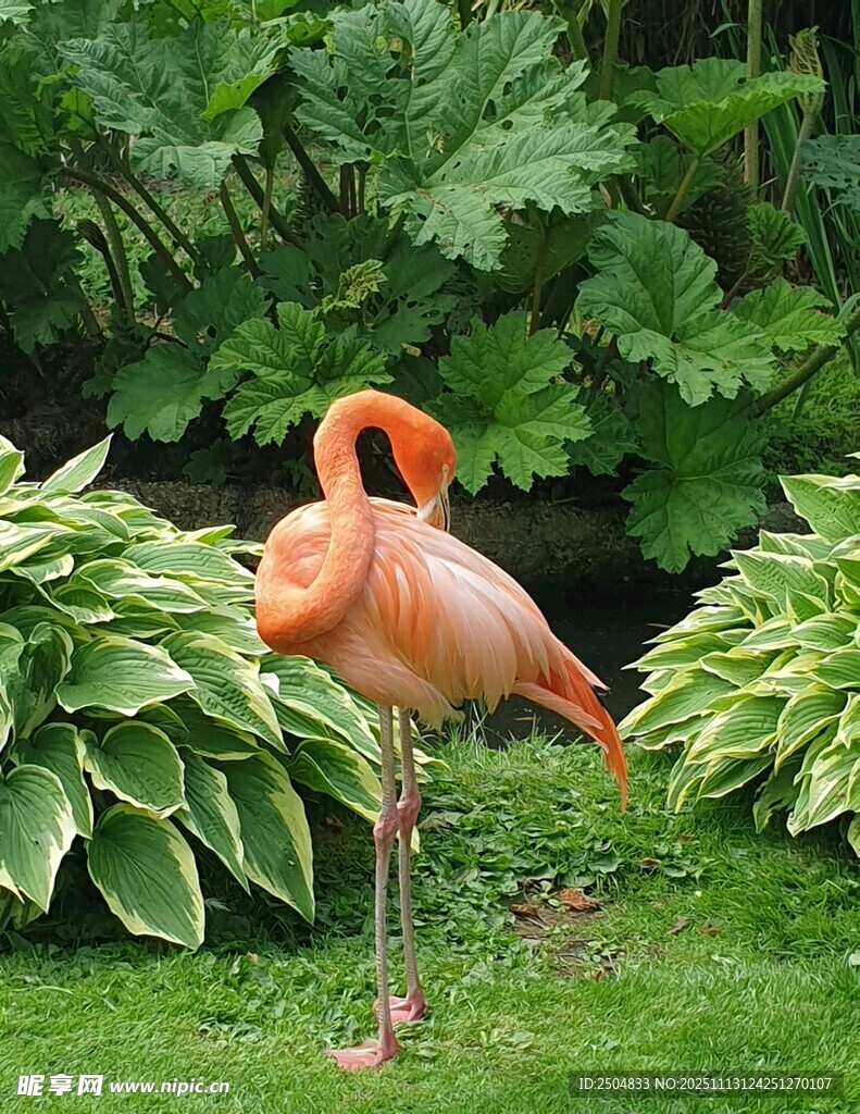 草地上的优雅火烈鸟