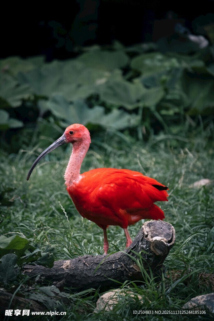 红色朱鹮立于绿植间