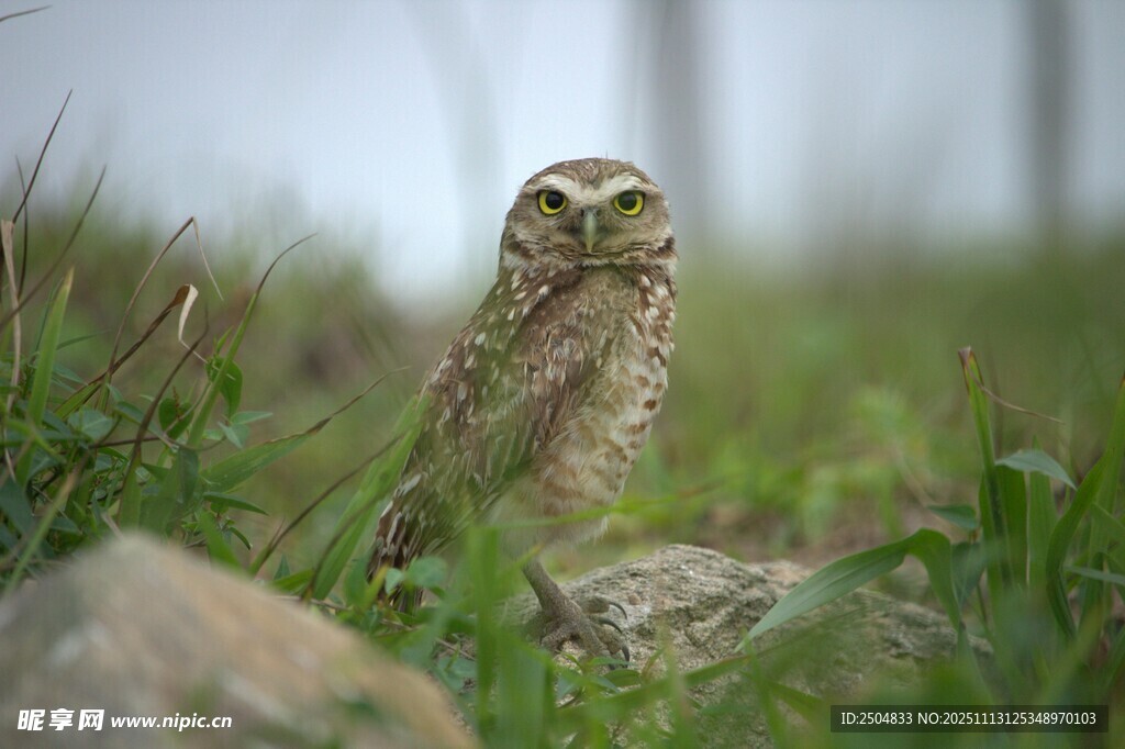 草丛中的猫头鹰