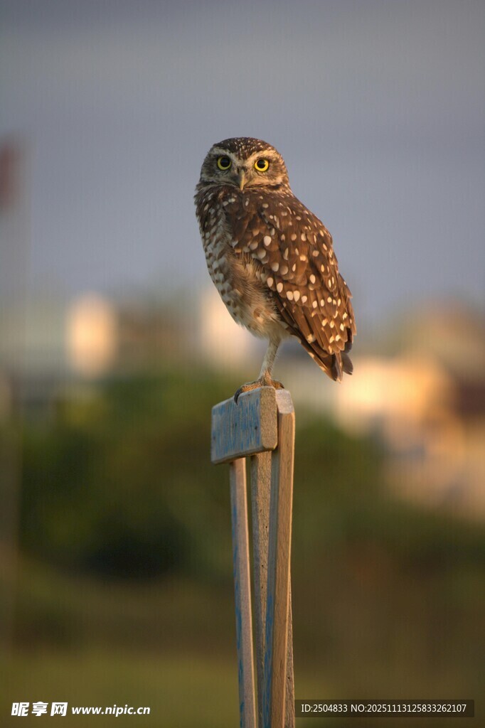 站在杆上的猫头鹰