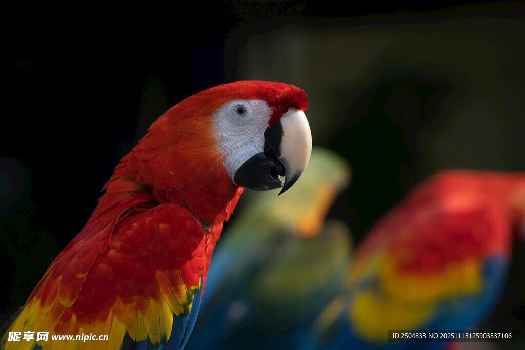 色彩斑斓的美丽鹦鹉
