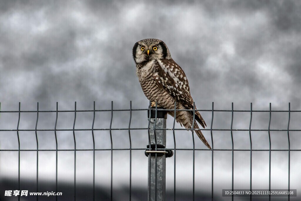 猫头鹰立于围栏之上