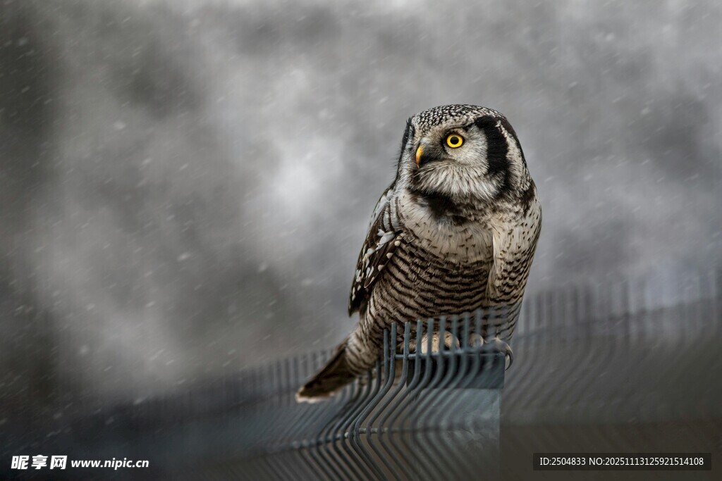 站在围栏上的猫头鹰