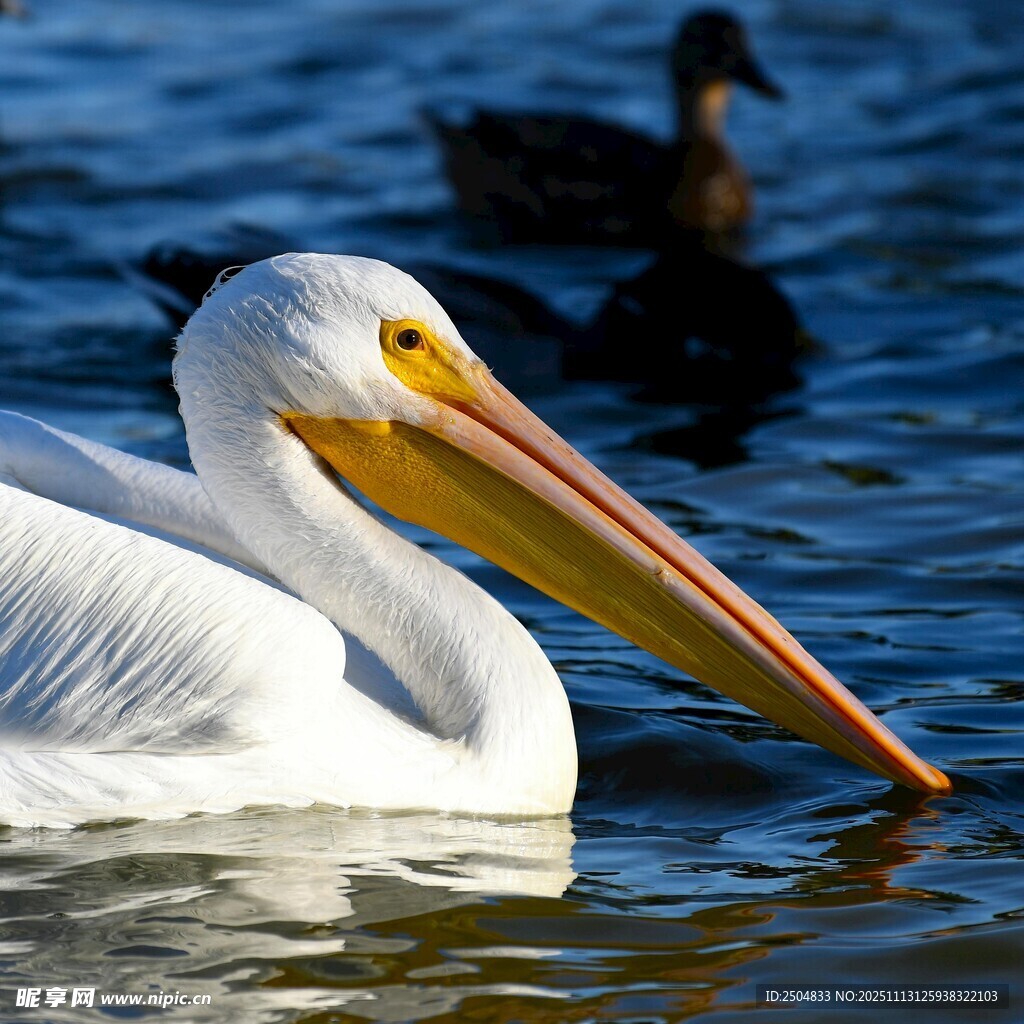 水中白鹈鹕优雅 动