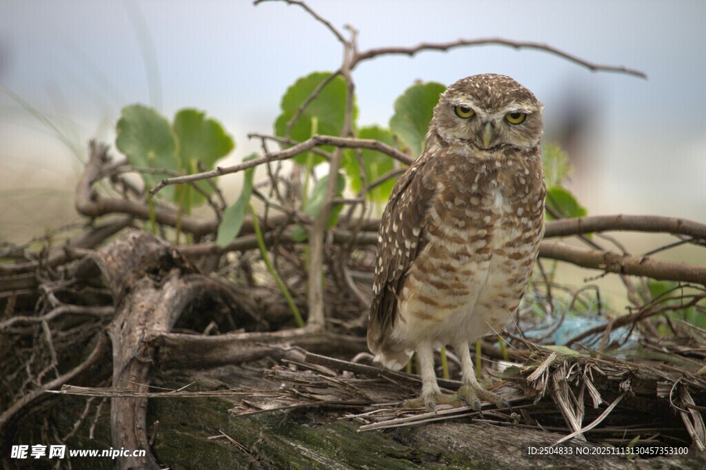 站在树枝上的猫头鹰