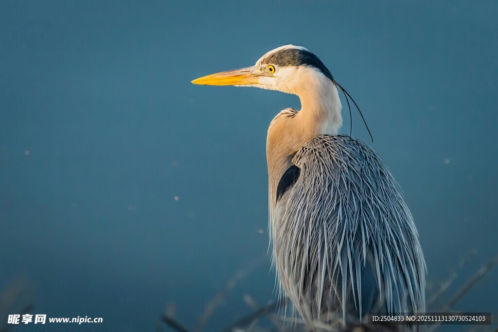 灰鹭静立 身姿优雅
