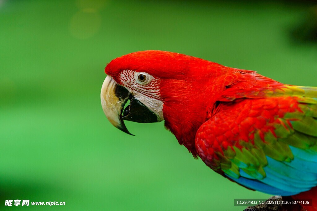 色彩斑斓的美丽鹦鹉