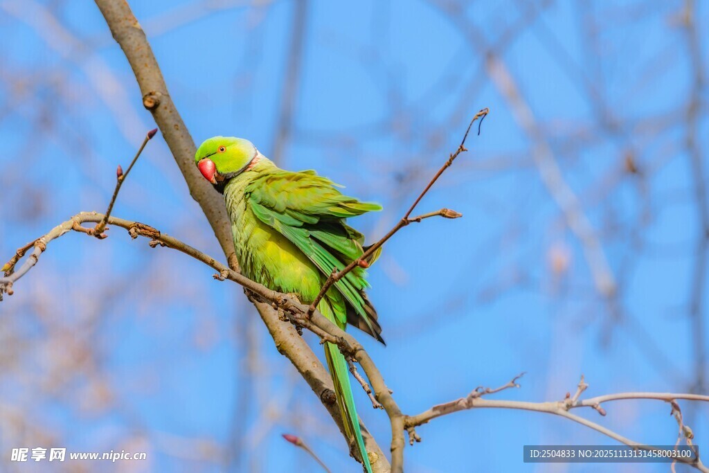 枝头绿鹦鹉