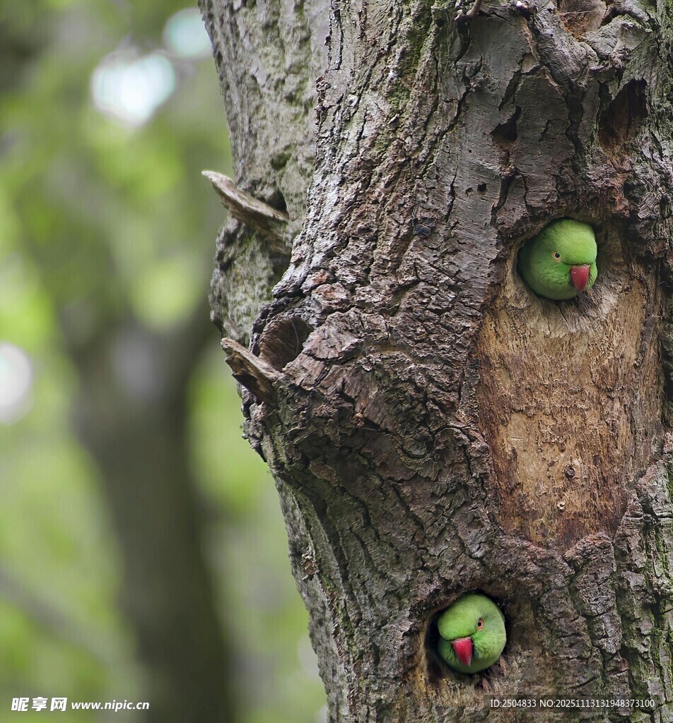树干树洞中的绿鸟