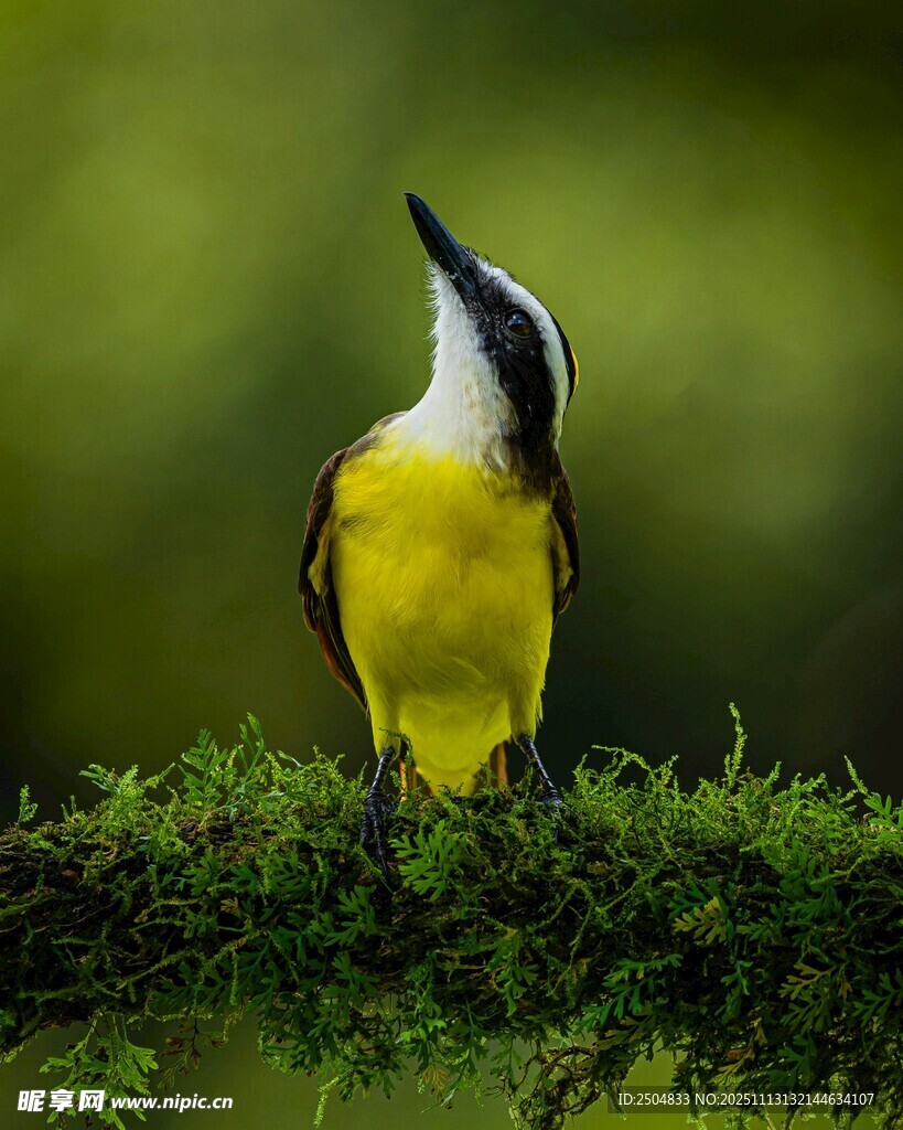 枝头黄羽小鸟仰头张望
