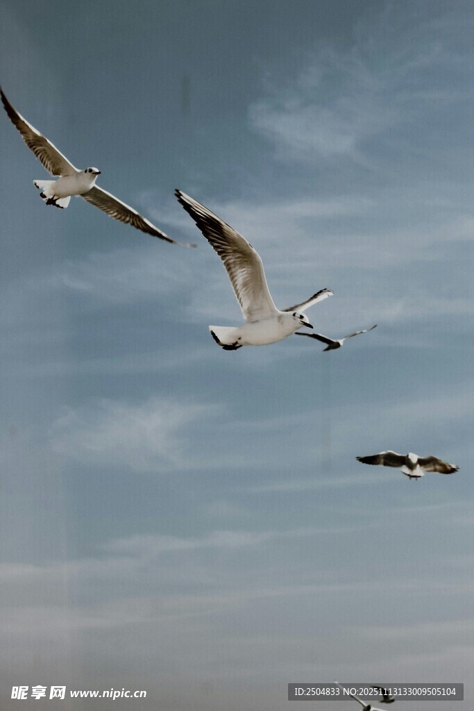 天空中飞翔的几只海鸥