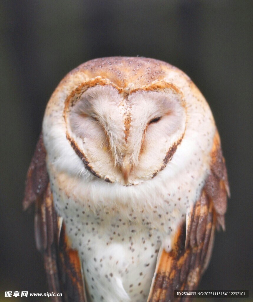 闭眼的猫头鹰特写