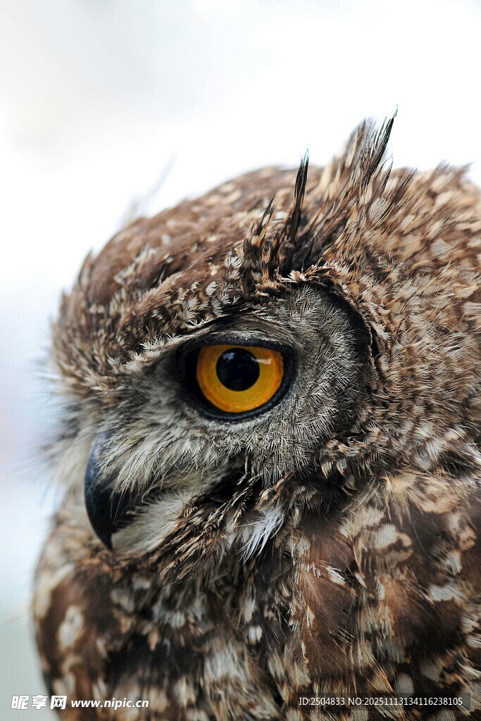 猫头鹰特写