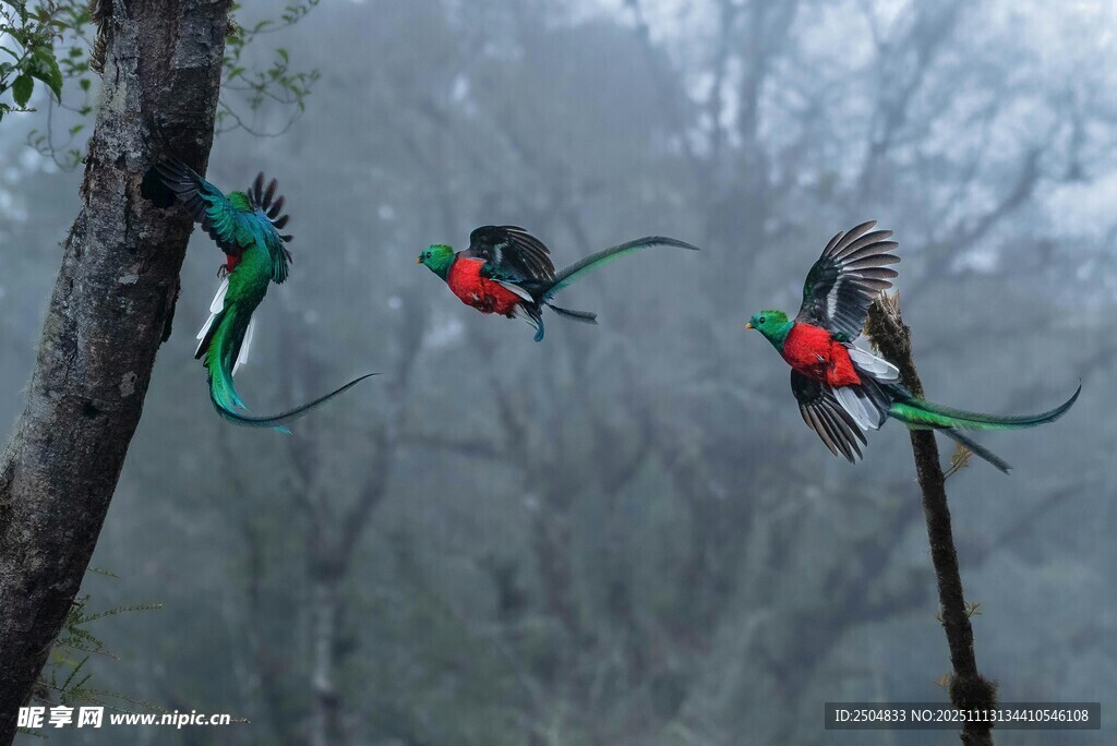 林中多彩鸟儿展翅飞翔