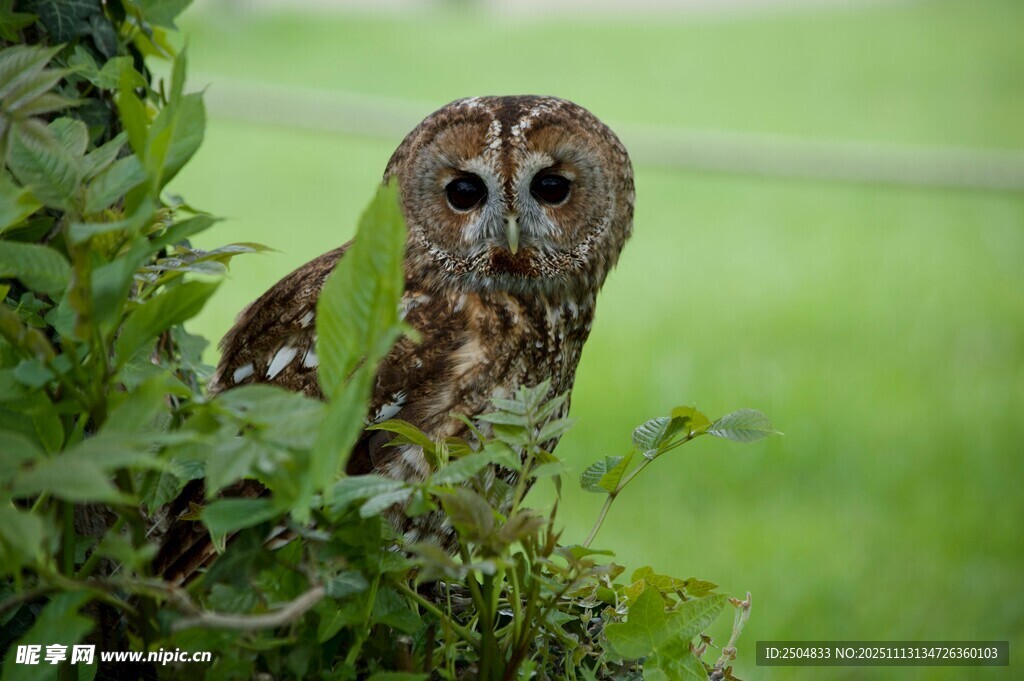 草丛中的猫头鹰
