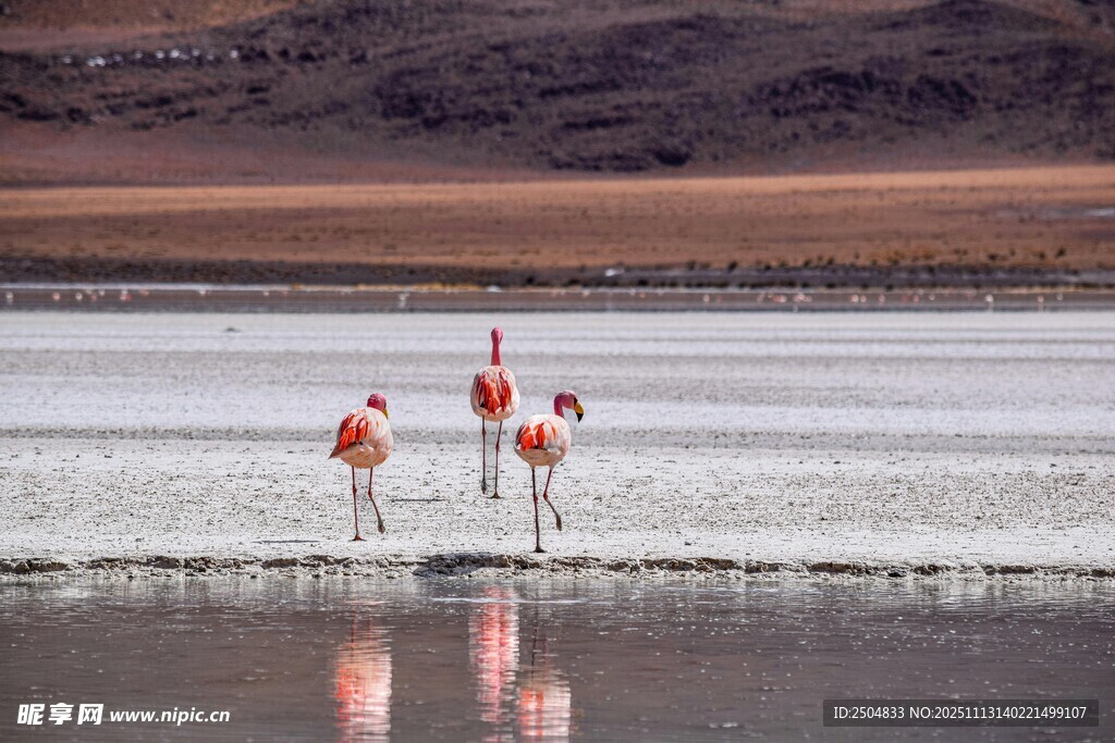 盐湖上的火烈鸟美丽身影