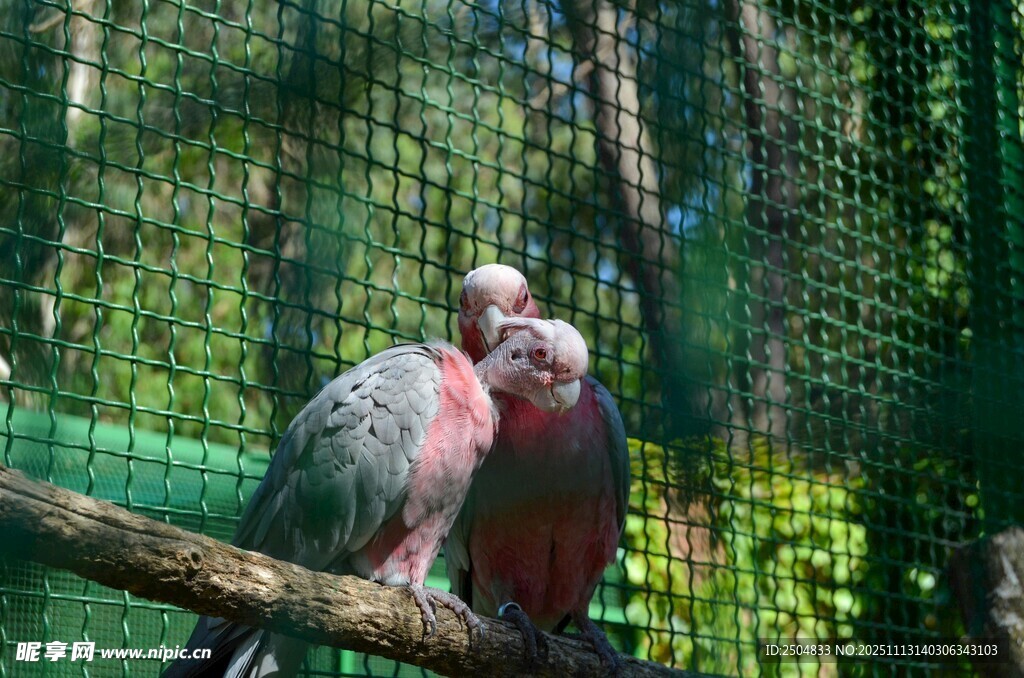 树枝上亲昵的两只鹦鹉