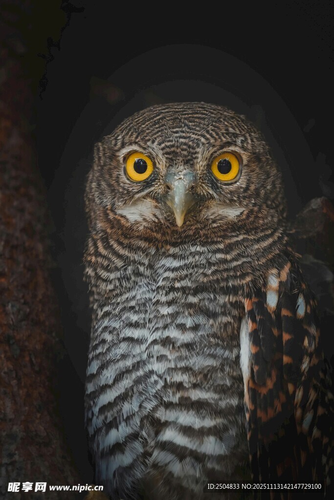 凝视的猫头鹰