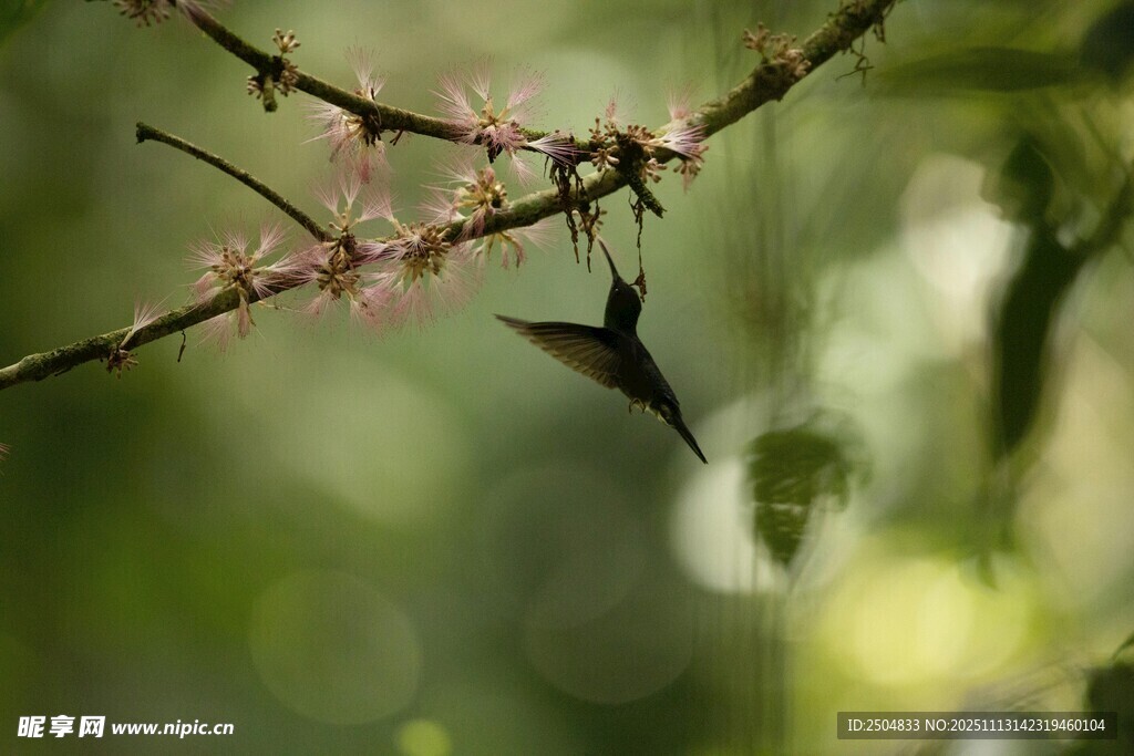 枝头绽放的粉嫩花枝