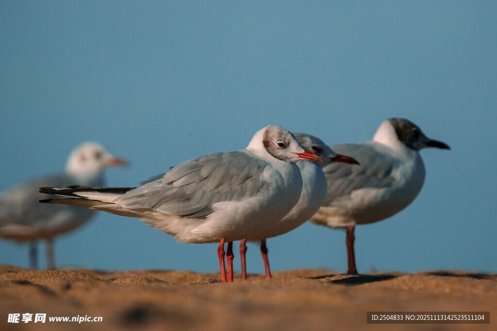 沙滩上的几只海鸥