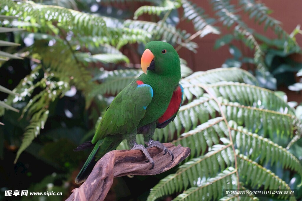 绿鹦鹉栖息于蕨类植物上