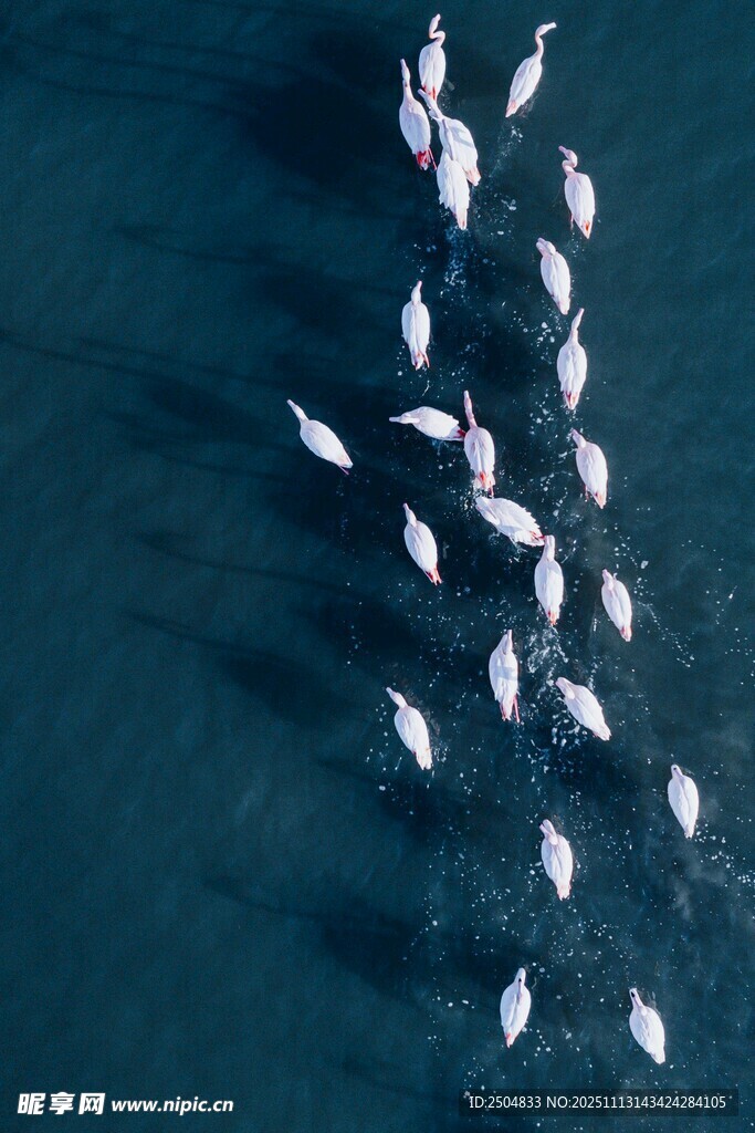 群鸟翱翔于海面