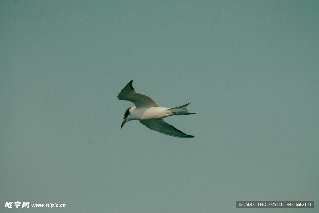 空中翱翔的飞鸟