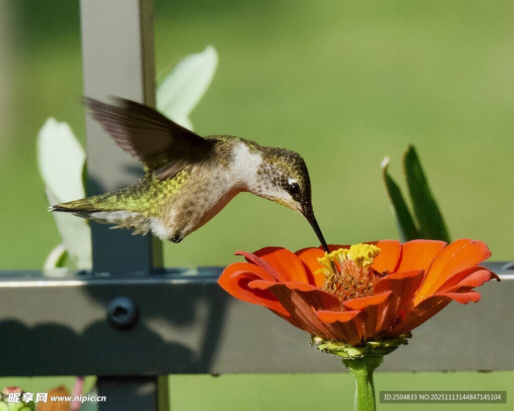 蜂鸟吸食花朵花蜜