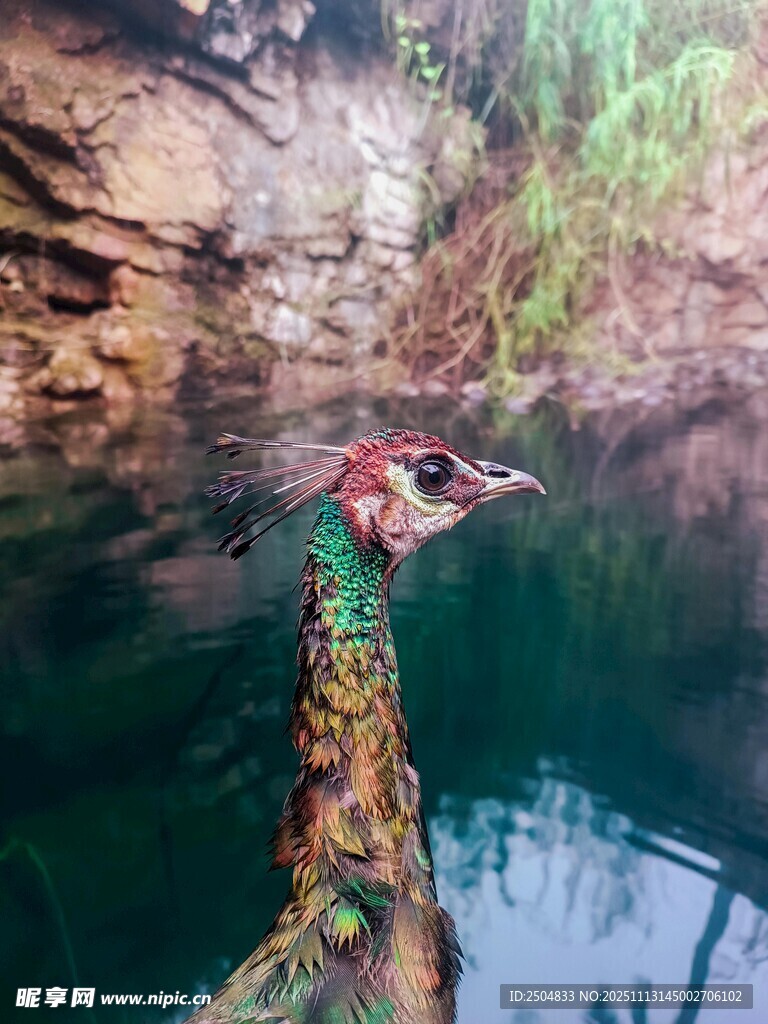 水中孔雀 自然灵动之美