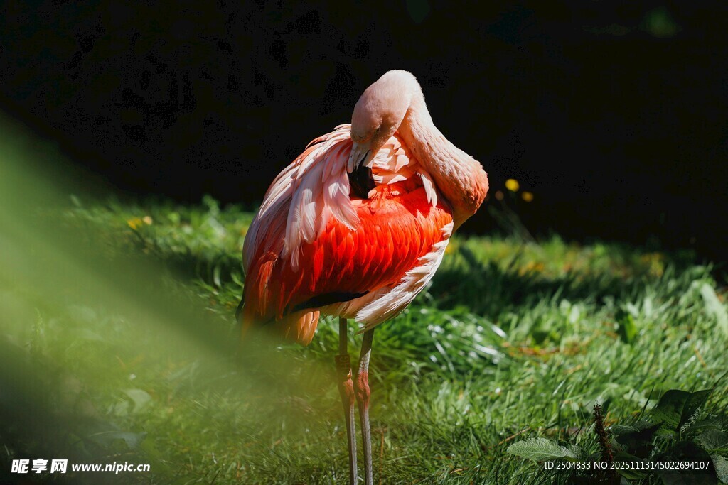 单只火烈鸟于绿草地休憩
